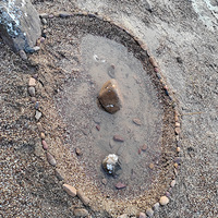 ��11�´��ޡ�ţβ��