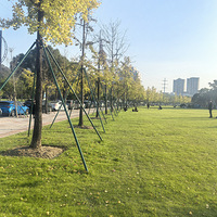 ��11�´��ޡ�����Ҷ����