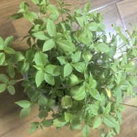 ��11�´��ޡ��������ֹ����ɻ�