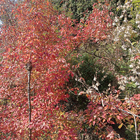 ��Ҷ����