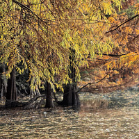 ��Ҷ��ɽ�����־�Ⱦ���ﶬ�������Ҹ��ܵ��ˣ�������