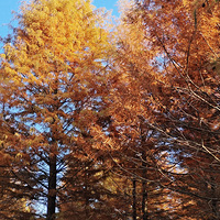 ��12�´��ޡ���̶������