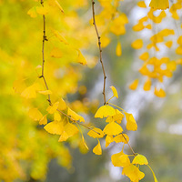 ����Ƭ���񻷡������������ڵȵ���