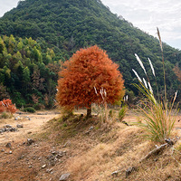 С֥�����ִ�