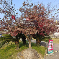 ���ٺ�(��)