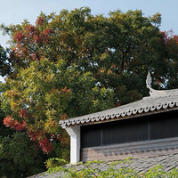 ̨�����С��ׯ������������������ʦ��