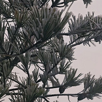 2026���һ�죬̨����ѩ�ˣ�