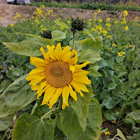 ��������ޡ��н���������