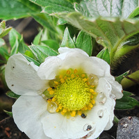 �����ݲ�