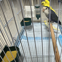 ��һ��СС��