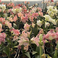 �۸���ˣ���300Ԫ����35Ԫ�����������조�������ˡ�