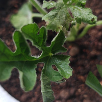 ������Ҳͦ��