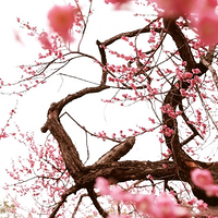 ���ˣ����ˣ��Ⲩ�������ۣ����ס��