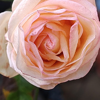 ���۵ġ����ĵ�