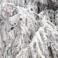 �����ڴ��ޡ����»���ѩ