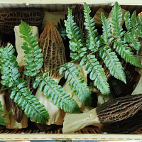 ����Ҳ��������Ǿ���������