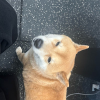 �ɵ����õ�����