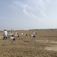 �����ڴ��ޡ��򿨵�������Ȼ������