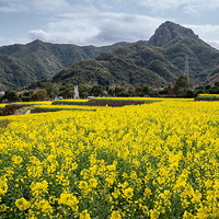 ����Ͳ˻���