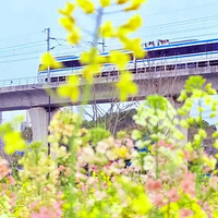 ������Ƭ��ɫ�Ͳ˻�����ʢ����