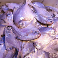 ֱ��60%�������̫����