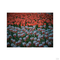 ����Ļ���