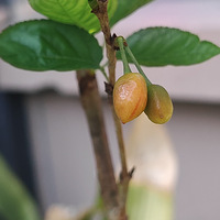 ϲ��������