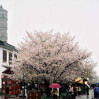 ������ӣ��