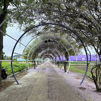 ��ɫ����������Ȼ