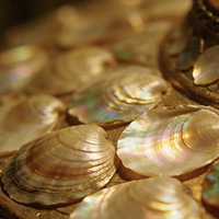 ��������ޡ�������������