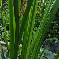 ������ݲ�