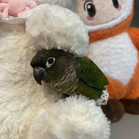 �����Ĵ��ޡ����ӷż٣������ﶼ�۵ĵ�������