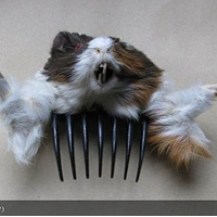 Ӣ�������ҽ�����ʬ���Ƴ�ʱ����Ʒ