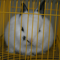 ӡ꼪顣