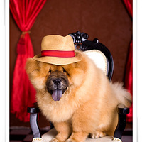 �����ų���ȥ���Ρ�+ɹɹż�ҵ�С������