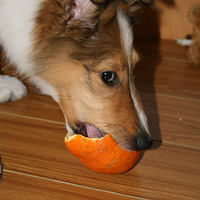 �����ų���ȥ���Ρ�+�Ҽҵ�ͼͼ��������С��