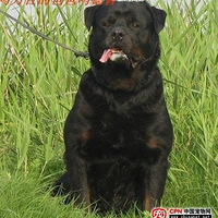 ��������С����