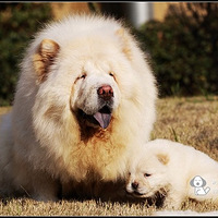 ���ʨ--����С��ʨ������