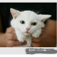 �����ų���ȥ���Ρ�+С�´���̫����塣