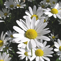 �ഺ�޶� 6����Ȼȥ���ɷֽ���