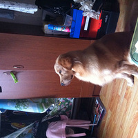 ����ɹɹ�Ҽ�С����