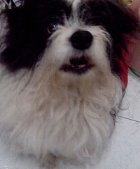 重金寻黑白狮子狗