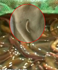 黄鳝身上的寄生虫图片图片