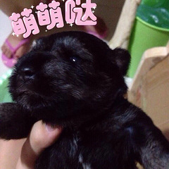 养雪纳瑞 都是要经历一个萌物慢慢长残变成