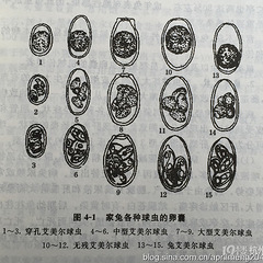 全面解说兔子球虫病的防治--预防篇