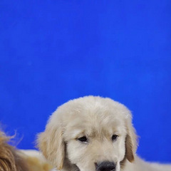 金帝犬舍 真正的与世界顶尖血统接轨的 金毛巡回猎犬