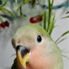 绿桃鹦鹉牡丹鹦鹉,又是一窝小喇叭