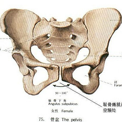 耻骨在哪里 相关词 随意优惠券