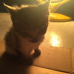 捡到小花猫一只，住宿原因没办法领养，求好心人