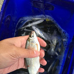 苕溪逆鱼